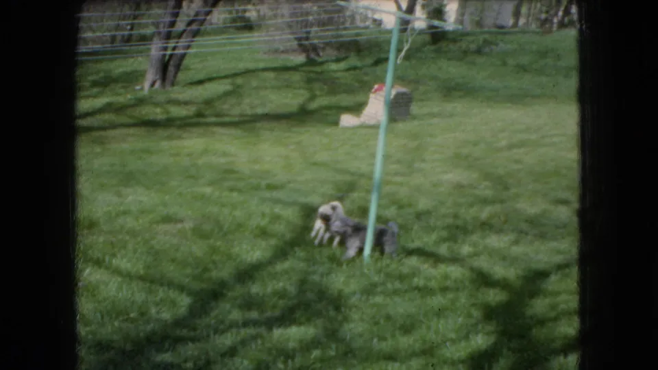 The two small dogs continue playing near a pale clothesline pole in a sunlit 1966 Ohio backyard, with shadows and soft film grain visible across the lawn.