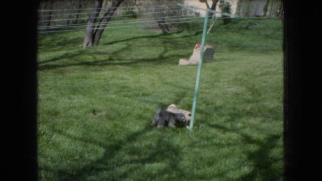 In 1966 Ohio home-movie footage, a tan pug and a gray fluffy dog move through a grassy backyard near a green clothesline pole, seen through dark window-frame edges.