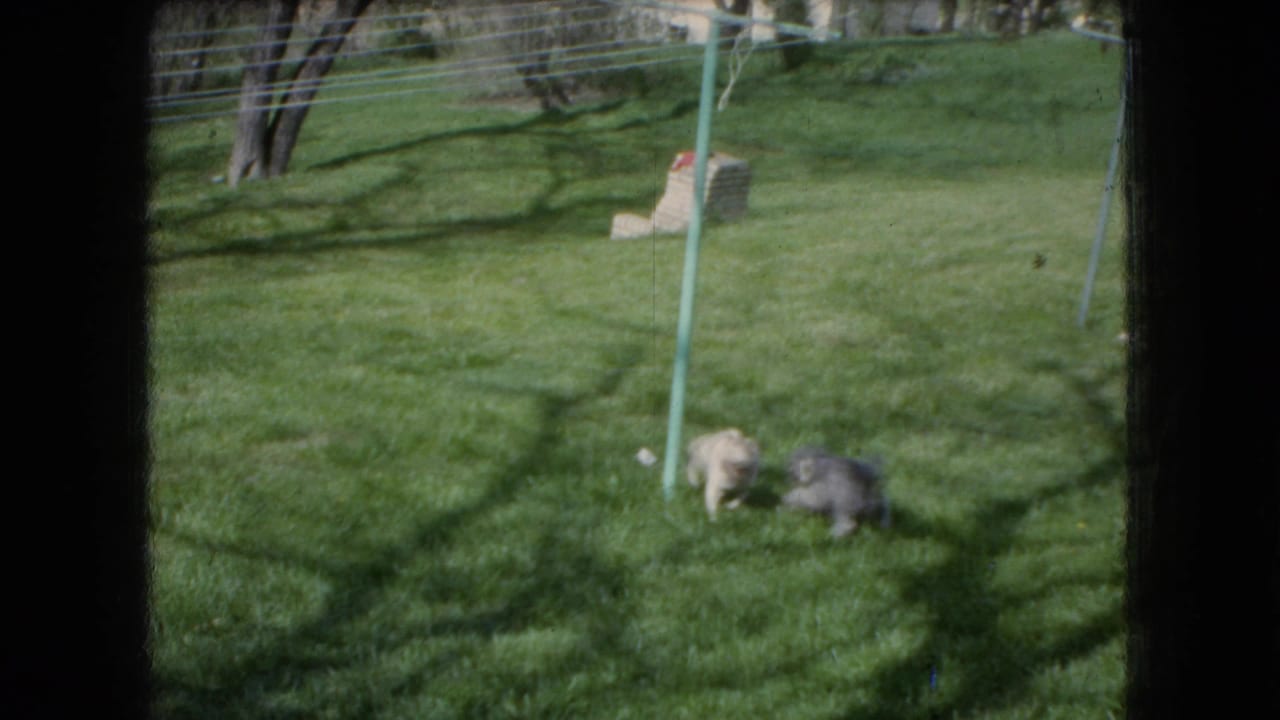 The two dogs appear close together on the lawn beside the green clothesline pole, with tree shadows and a brick or masonry object visible in the background.