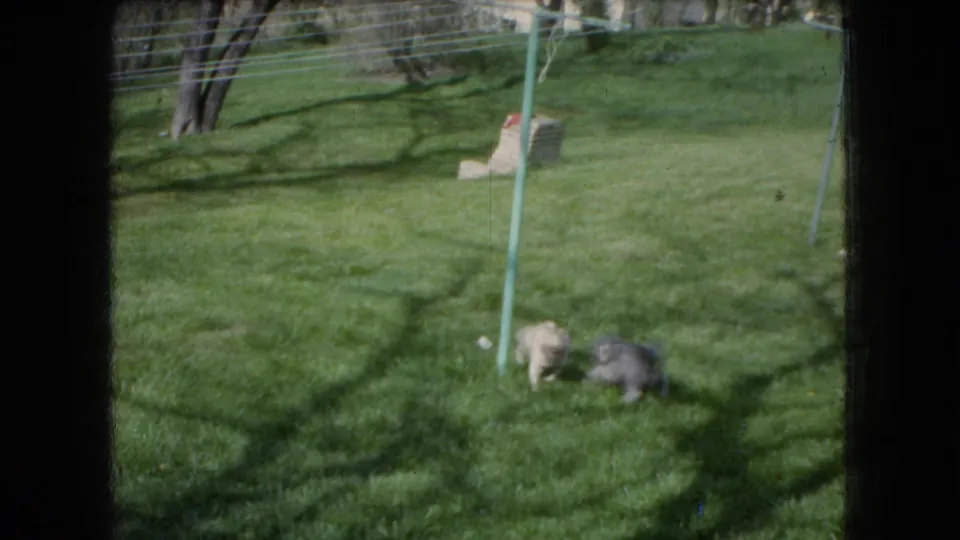 The two dogs appear close together on the lawn beside the green clothesline pole, with tree shadows and a brick or masonry object visible in the background.