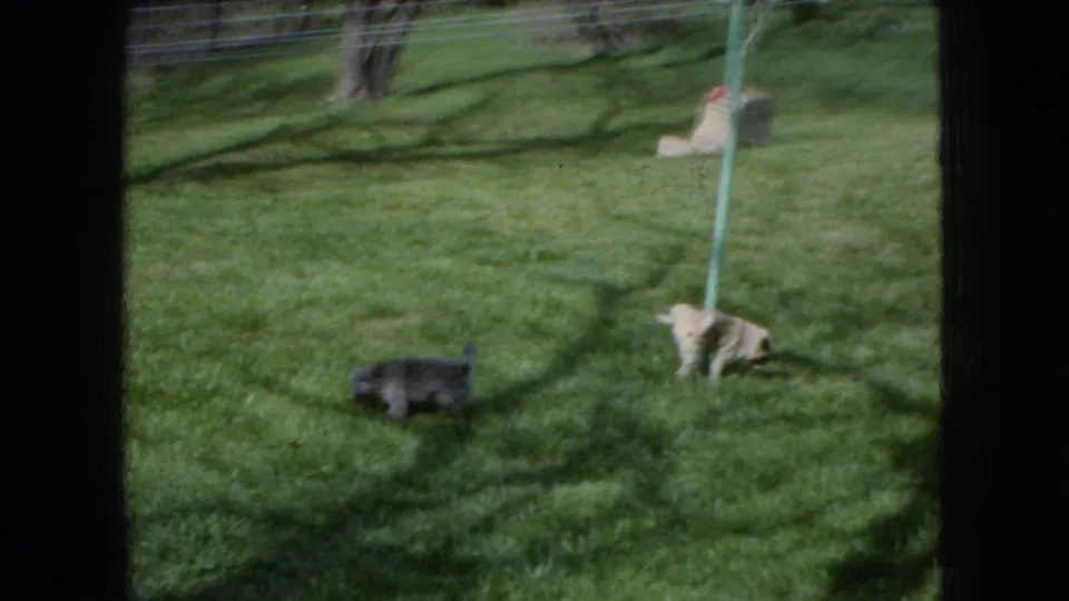 The tan pug lowers its head near the base of the green clothesline pole while the gray fluffy dog remains nearby on the sunlit lawn.