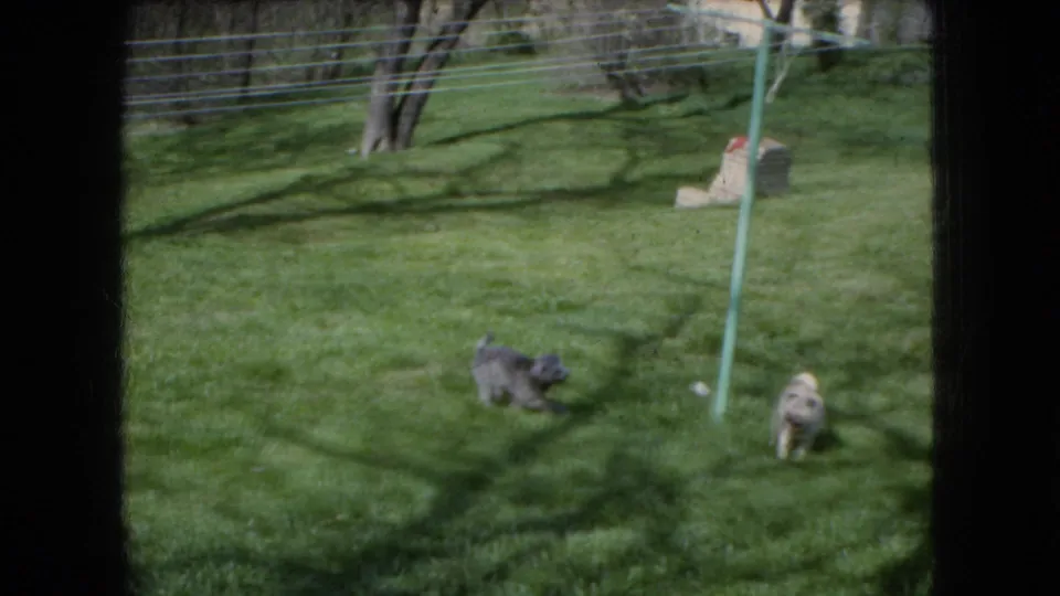 The gray fluffy dog and tan pug move apart across the Ohio backyard, with the green clothesline pole, lawn shadows, and dark window-frame edges still visible.