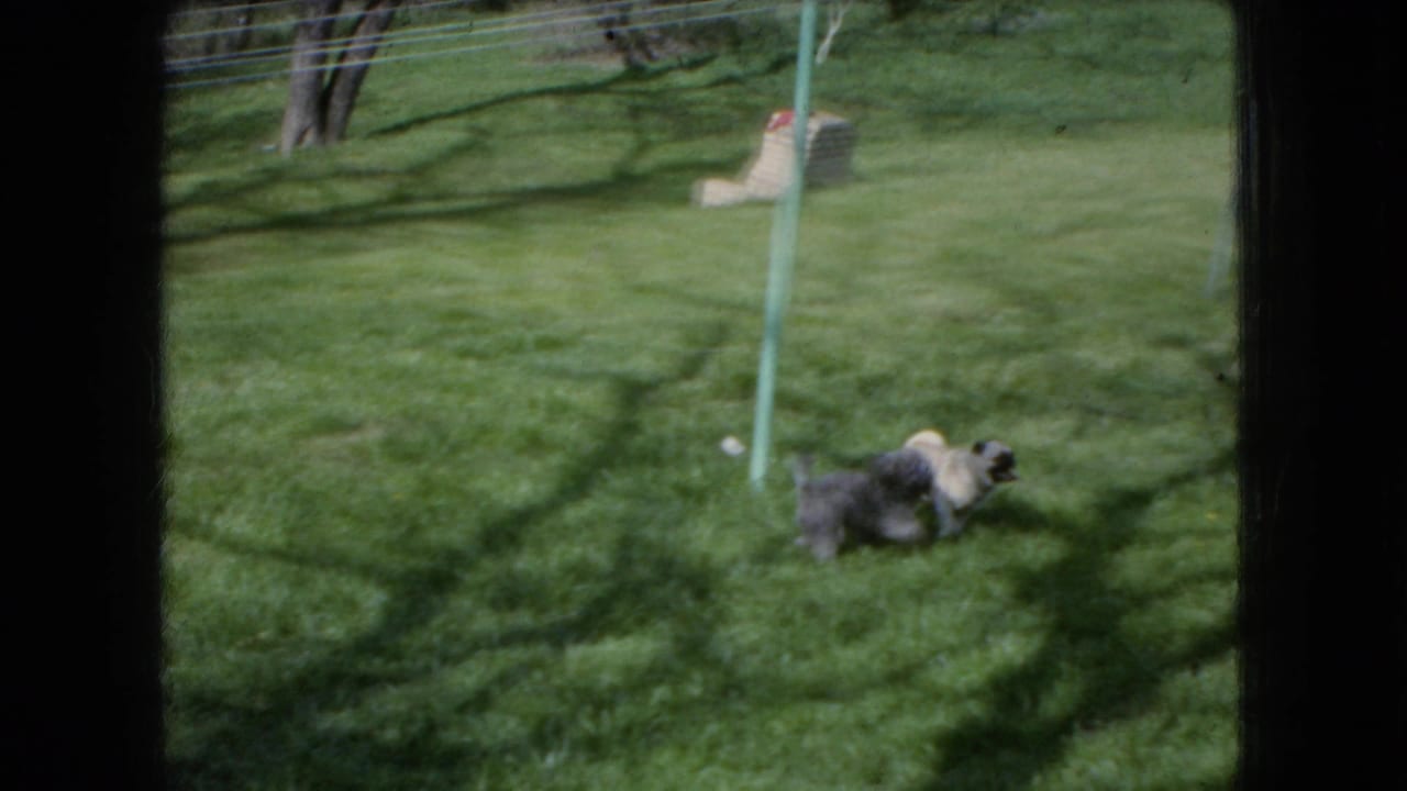 In 1966 Ohio home-movie footage, a light-colored puppy and darker puppy move across a sunlit grassy backyard framed by dark window mullions and a green clothesline pole.