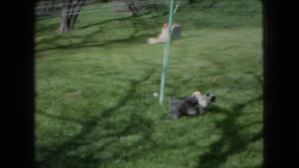 In 1966 Ohio home-movie footage, a light-colored puppy and darker puppy move across a sunlit grassy backyard framed by dark window mullions and a green clothesline pole.