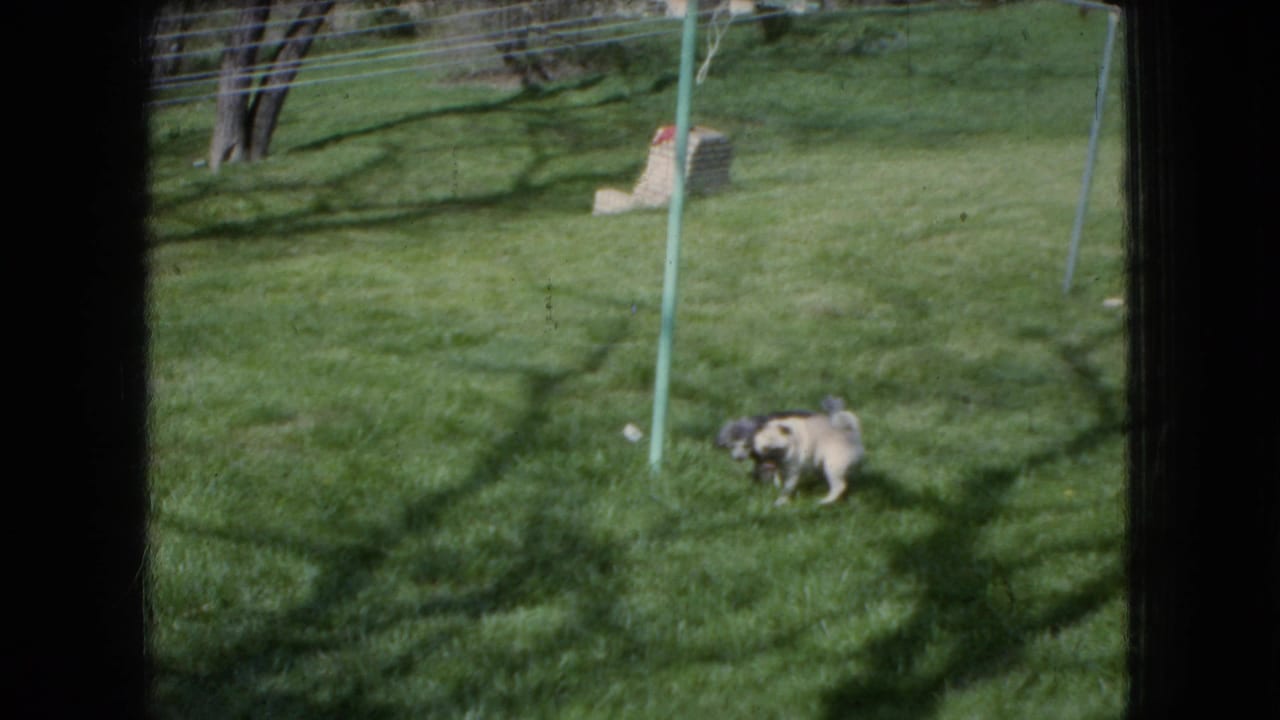 A small light-colored dog runs across the lawn near a green pole.