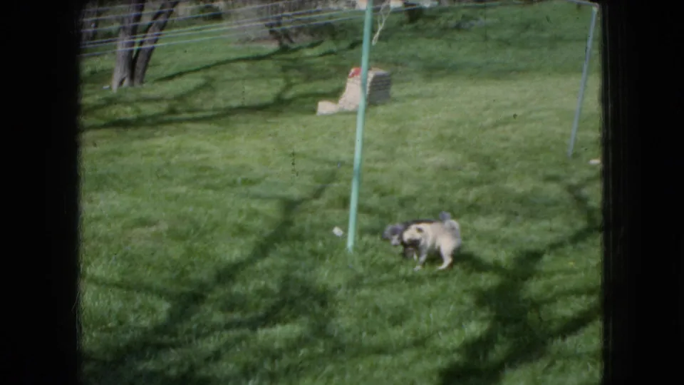A small light-colored puppy moves across a sunny Ohio backyard lawn, with a green pole, clothesline supports, trees, and window framing visible in the 1966 home-movie shot.
