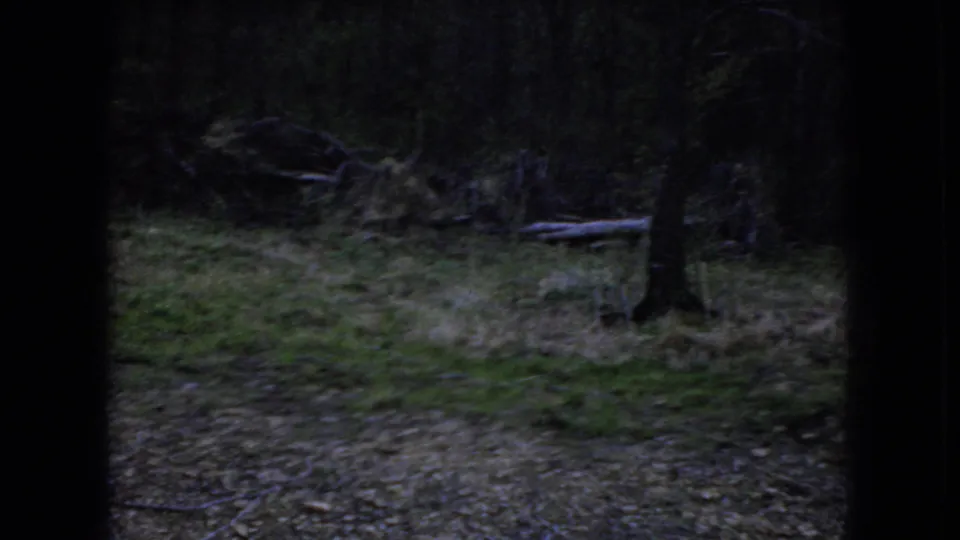 The clip shifts to a darker wooded area in the same 1966 Ohio home-movie sequence, showing tree trunks, leaf-covered ground, brush, and fallen branches through dark frame edges.