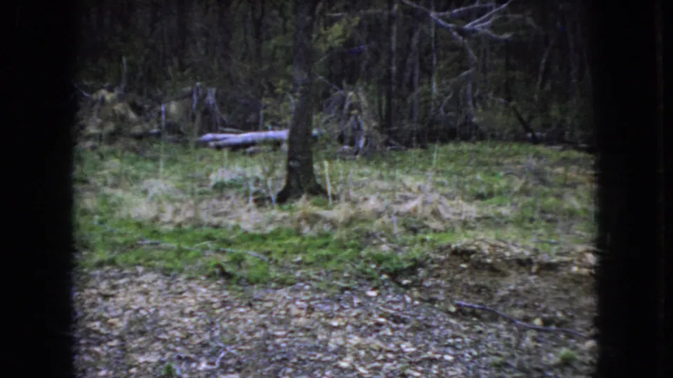 A dim wooded patch with trees, brush, leaf litter, and fallen branches appears at the end of the 1966 Ohio home-movie clip, still framed by dark vertical edges.