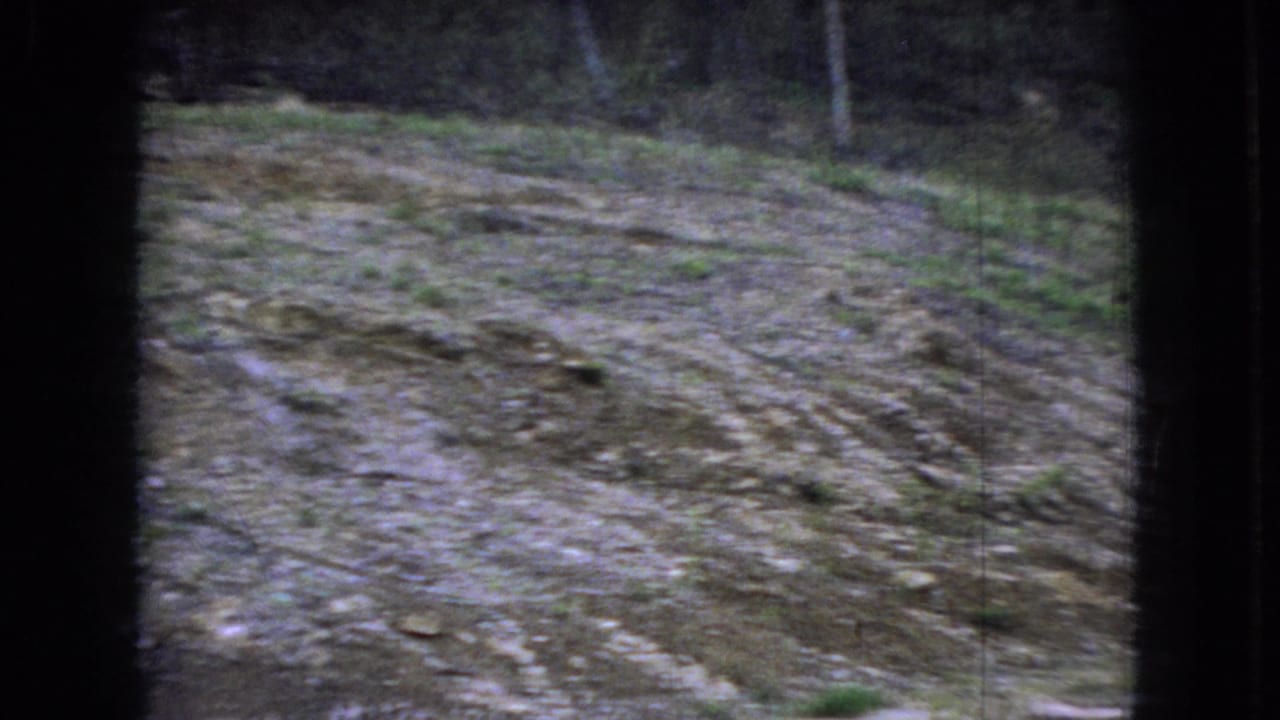 Rutted dirt surface with leaves and grass in a wooded outdoor area.