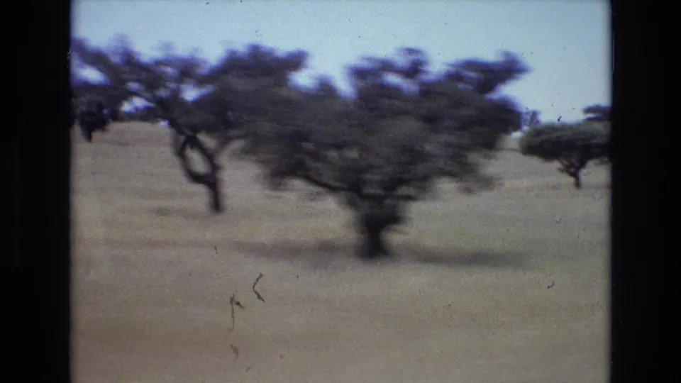Moving 8mm view of a dry open landscape in Portugal with scattered trees and strong motion blur from a vehicle-shot perspective.
