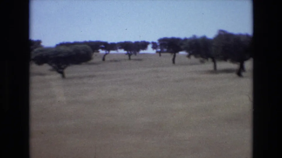 1972 Portugal scenic ride frame showing dry grassland or open ground with scattered trees, filmed from a moving vehicle on 8mm film.