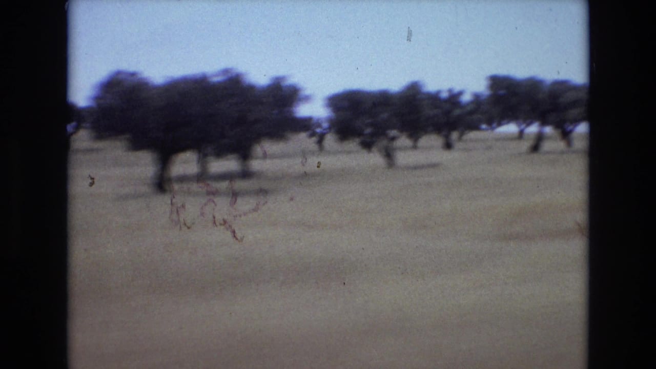 1972 Portugal 8mm frame showing scattered trees in a dry rural landscape under a pale sky, filmed softly from a moving vehicle.