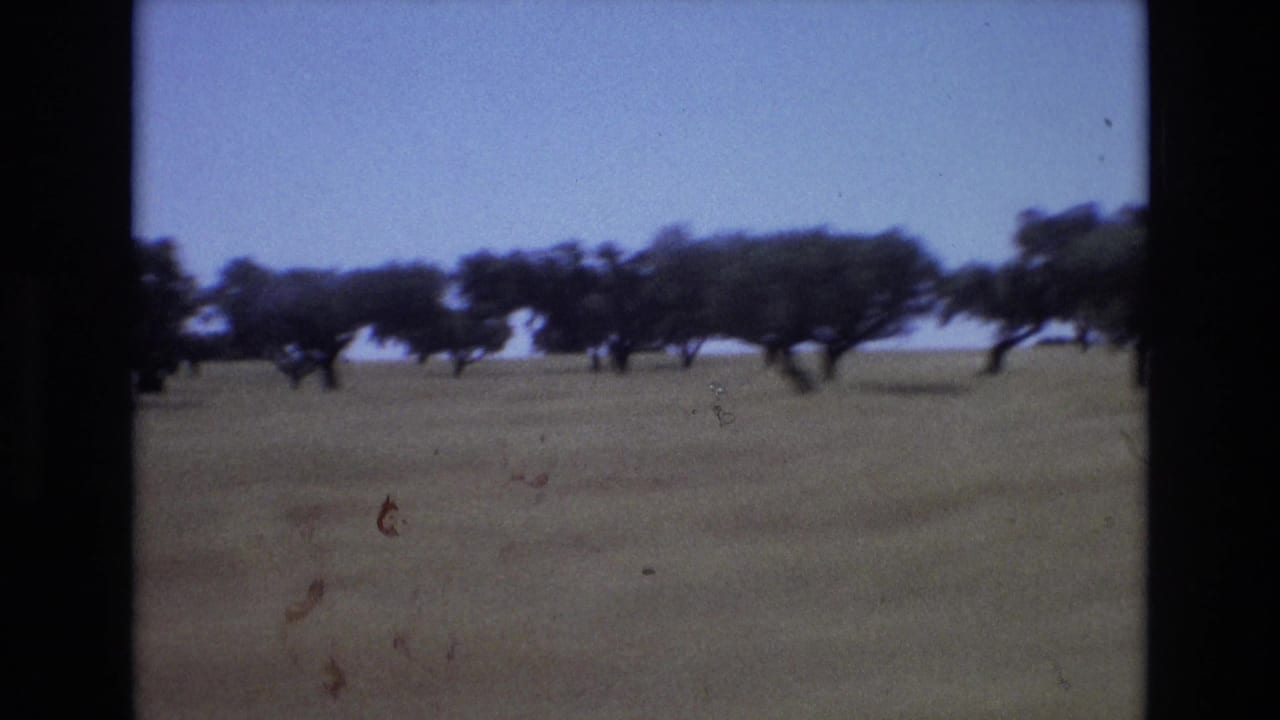 Soft 8mm view of scattered low trees and dry open land in Portugal, with visible grain and slight motion blur from travel.
