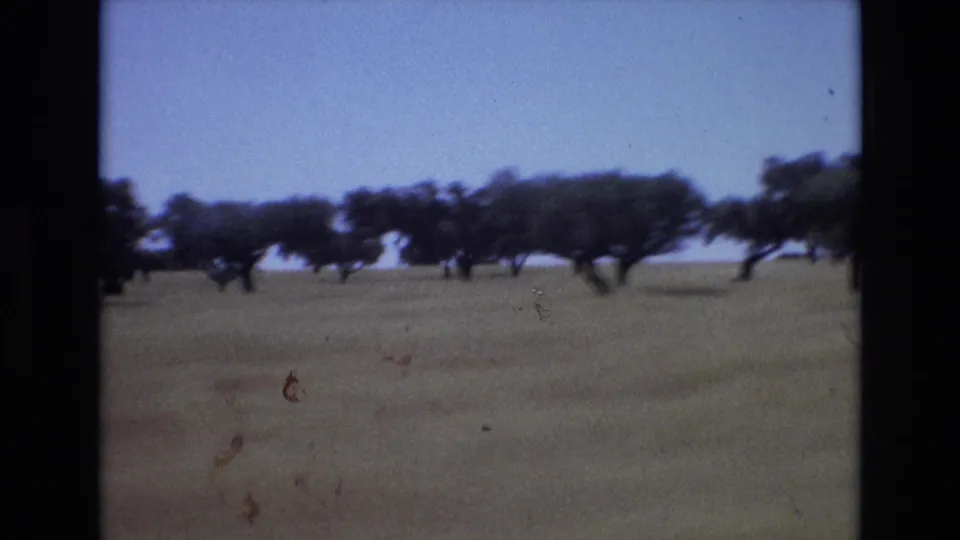 Soft 8mm view of scattered low trees and dry open land in Portugal, with visible grain and slight motion blur from travel.