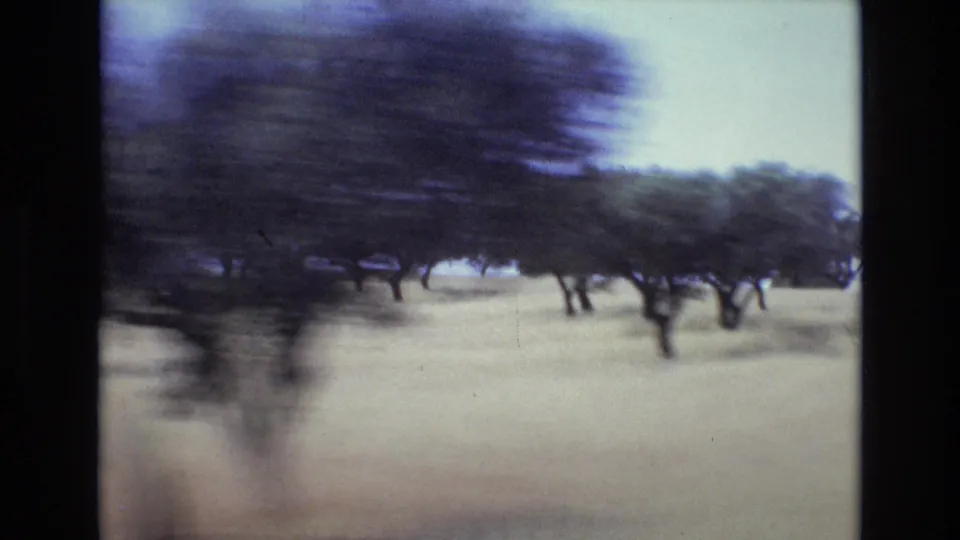 1972 8mm home-movie frame showing blurred scattered trees and pale grassland from a moving vehicle in a savanna-like landscape.