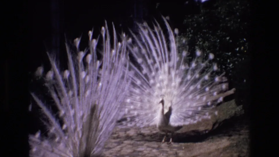 White peacock displaying a broad fan of pale tail feathers in the zoological center grounds, with garden foliage and stone paving visible around it.