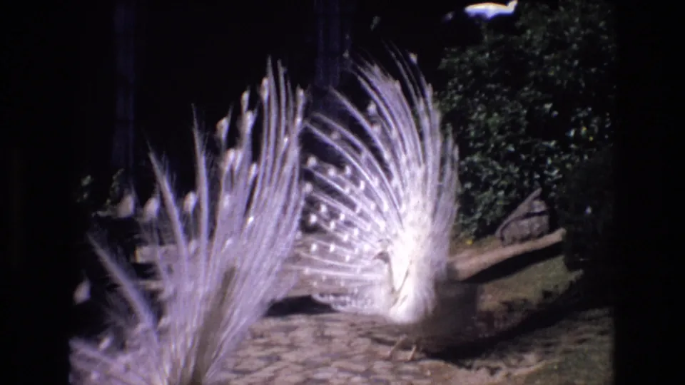 Two white peacocks with raised fanned tails stand in a shaded garden area of the Portuguese zoological center, framed by foliage and dark tree cover.