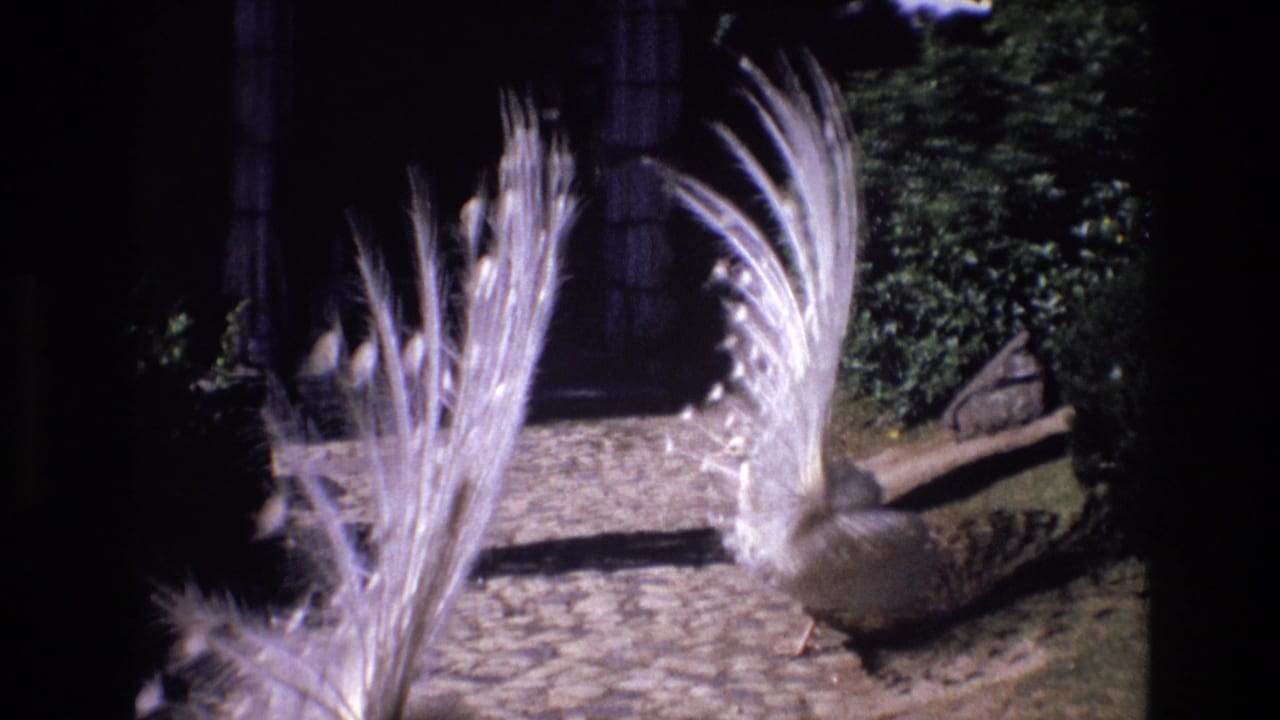 A white peacock in 1972 Portugal footage stands on a cobblestone path with its pale tail feathers partly fanned against dark garden foliage.