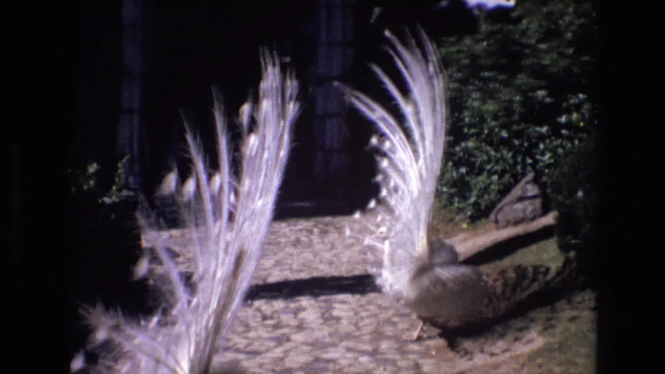 A white peacock in 1972 Portugal footage stands on a cobblestone path with its pale tail feathers partly fanned against dark garden foliage.