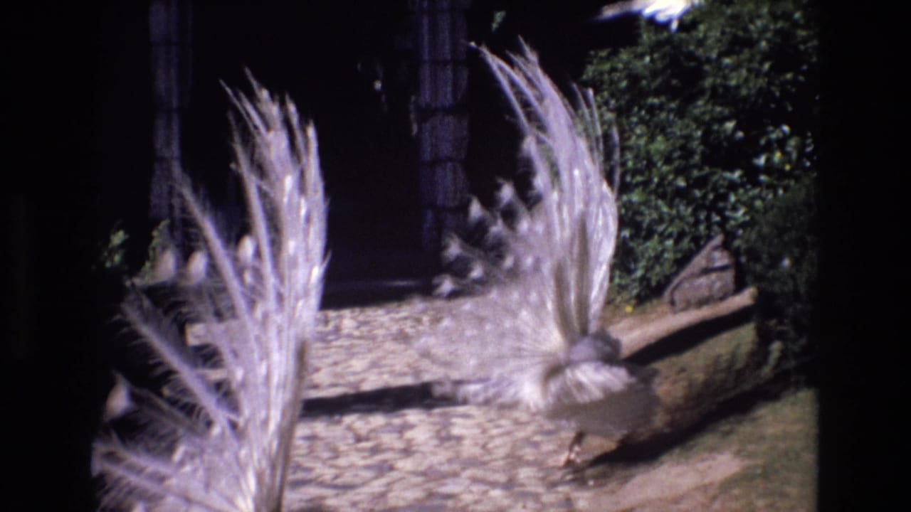 The white peacock moves across the cobblestone path with its fan of pale feathers open, framed by greenery and a shadowed structure in the background.