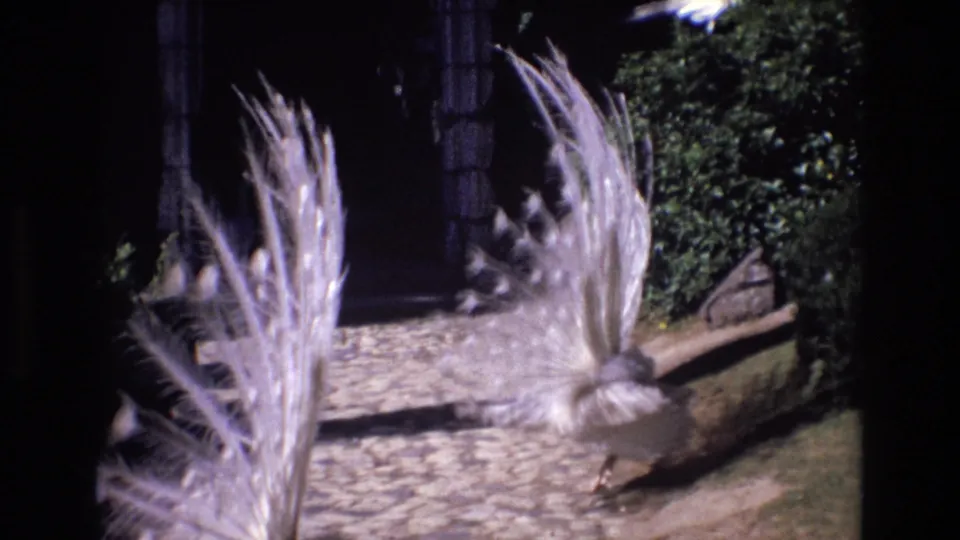 The white peacock moves across the cobblestone path with its fan of pale feathers open, framed by greenery and a shadowed structure in the background.