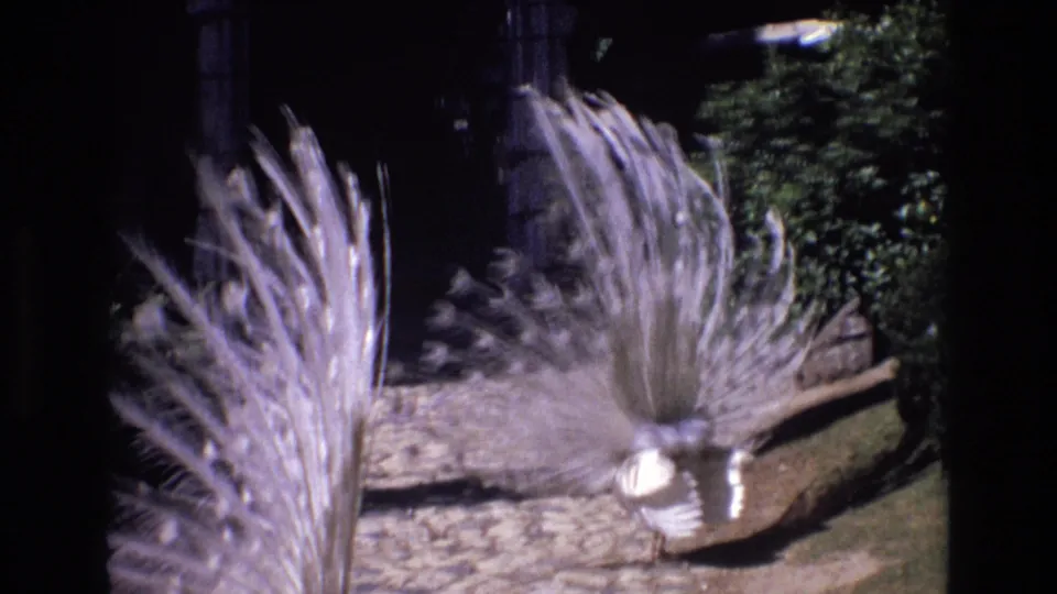 A white peacock turns on the cobblestones, its bright body and broad fan of pale tail feathers dominating the garden scene.
