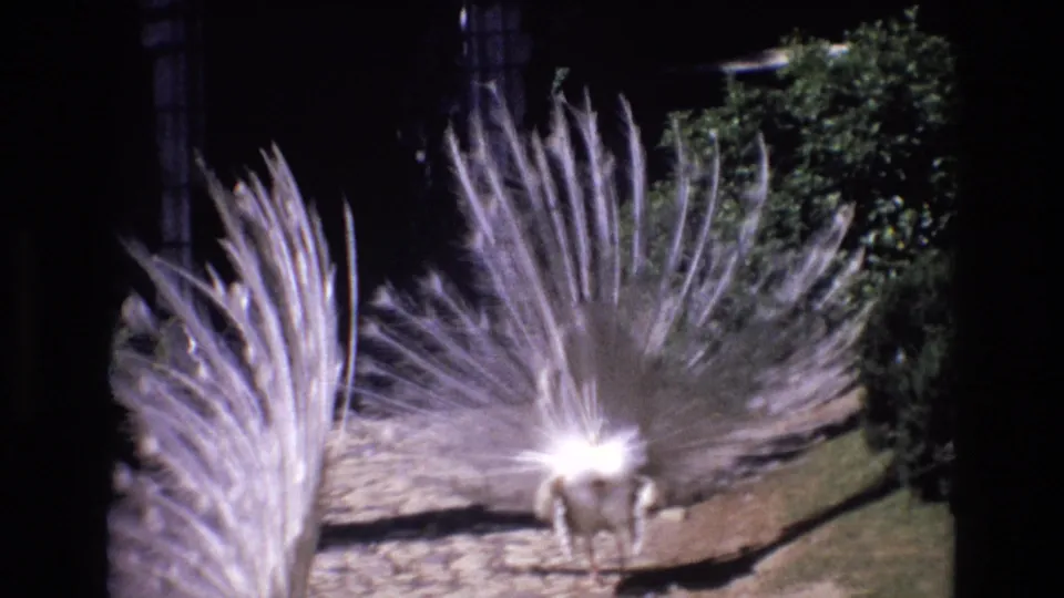 The white peacock faces the camera with its tail spread broadly across the frame, standing on a cobblestone path in a shaded garden setting.