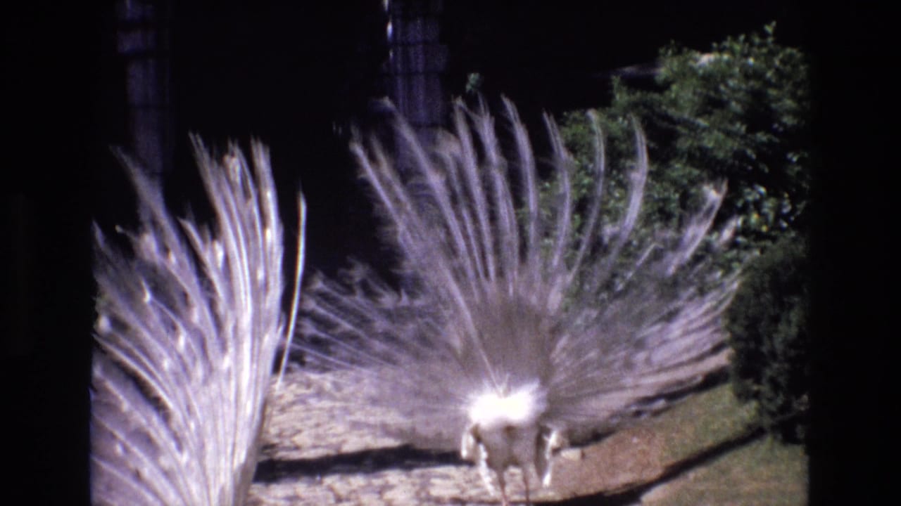 1972 Portugal 8mm frame showing a white peacock on a stone path with its pale tail feathers spread against dark garden shade and green foliage.