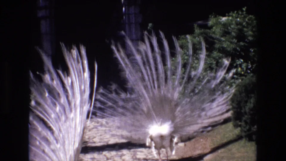 1972 Portugal 8mm frame showing a white peacock on a stone path with its pale tail feathers spread against dark garden shade and green foliage.