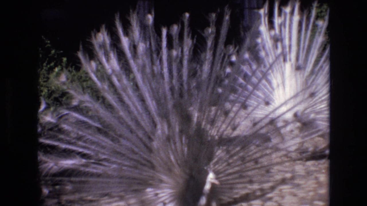 Close view of a white peacock's fanned tail feathers filling most of the frame.