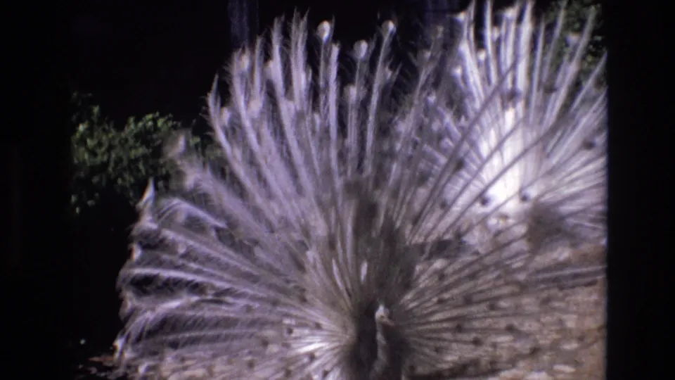 1972 Portugal 8mm frame showing a close, soft view of the white peacock's fanned tail, with the bird's body low in the frame and garden shrubs behind.