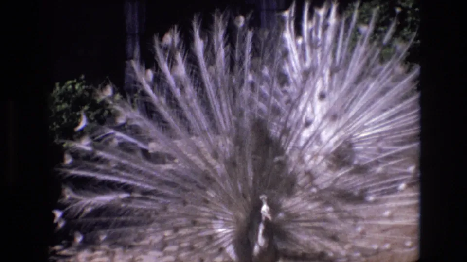 1972 Portugal 8mm frame with the white peacock centered below a broad feather fan, framed by dark shade and patches of green garden foliage.
