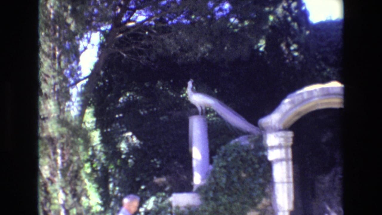 1972 Portugal 8mm frame showing a white peacock perched on a stone pillar near a curved stone arch, with dense trees behind it and a partial visitor at the lower edge.