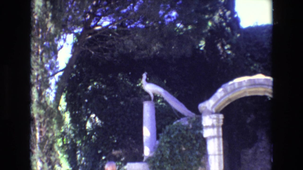 White peacock standing on a pillar with dark trees and a stone arch behind it.