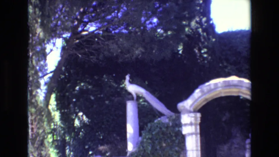 1972 Portugal 8mm still showing a white peacock on a garden column, with a pale curved arch, ivy-covered stonework and shadowed trees in the background.