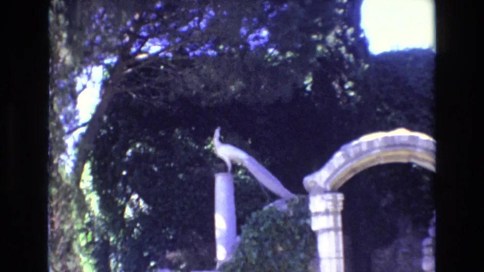 A 1972 Portugal home-movie frame shows a small bird perched on a pale stone column beside an arch, with dense trees in the background.