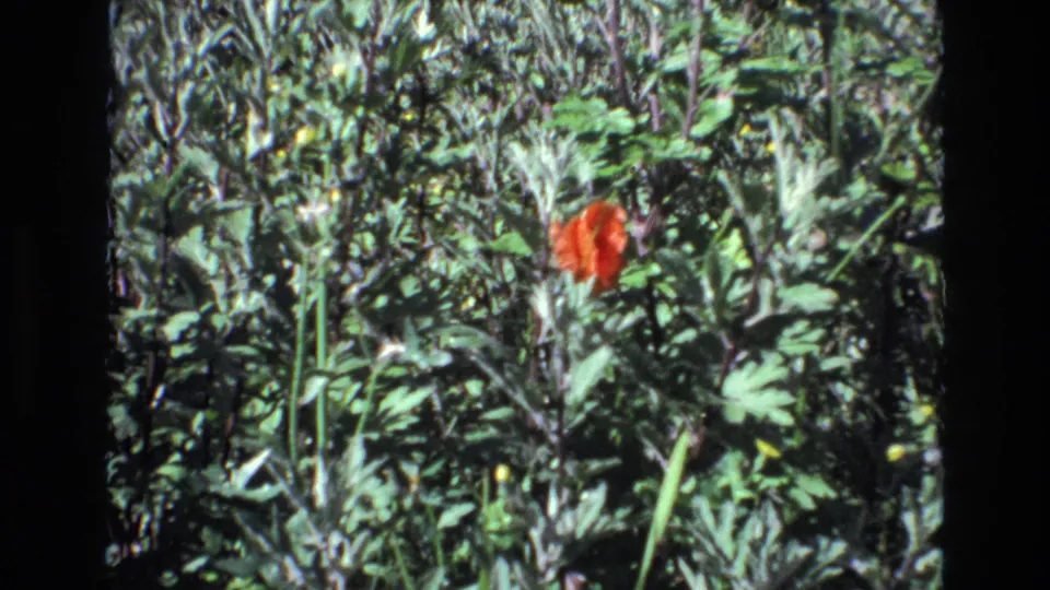 Brief 8mm cutaway of dense roadside or garden vegetation with a red flower, appearing within the same Portugal 1972 home-movie sequence.