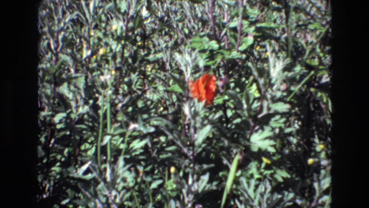 A red flower stands out among dense green foliage in Portugal 1972 home-movie footage, bordered by the dark edges of the 8mm frame.