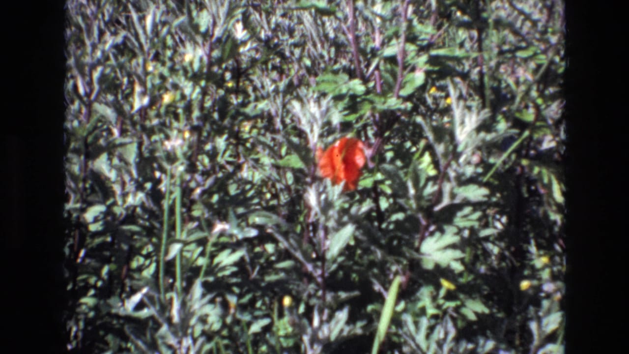 The red flower remains framed amid layered green leaves and slender stems in the 1972 Portugal 8mm garden or wildflower shot.