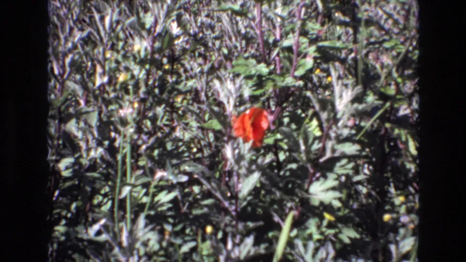 A handheld 8mm view shifts slightly across a red flower set in dense Portugal foliage, with visible grain and dark frame edging.