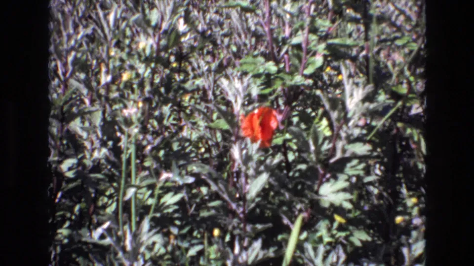 The final sampled frame shows the same red bloom among green leaves and pale stems in 1972 Portugal 8mm home-movie footage.
