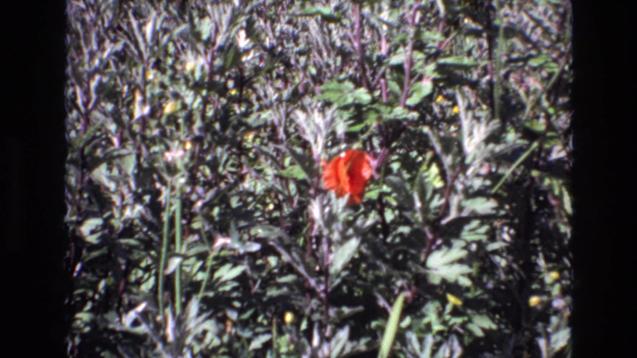 A red poppy-like flower stands amid dense green foliage in 1972 Portugal home-movie footage, framed with dark 8mm film borders.