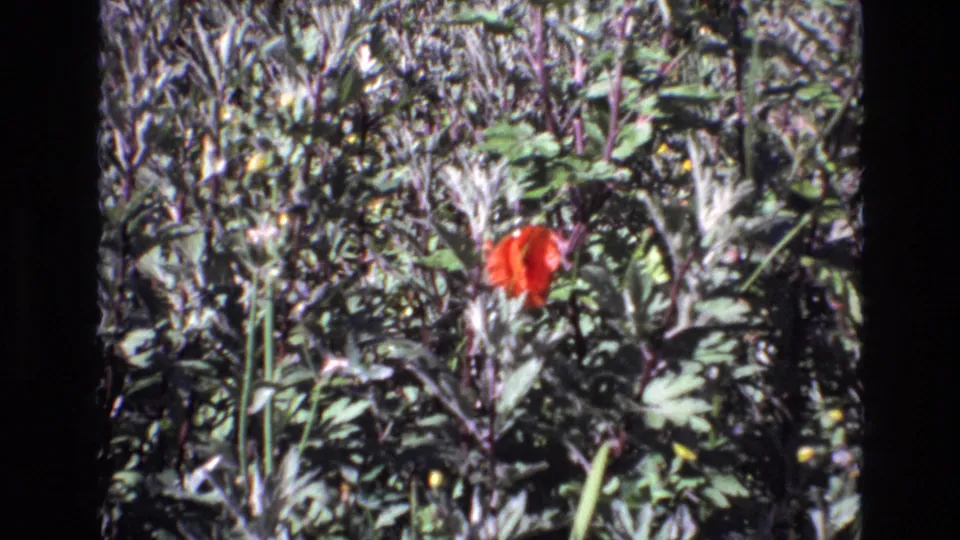 A red poppy-like flower stands amid dense green foliage in 1972 Portugal home-movie footage, framed with dark 8mm film borders.