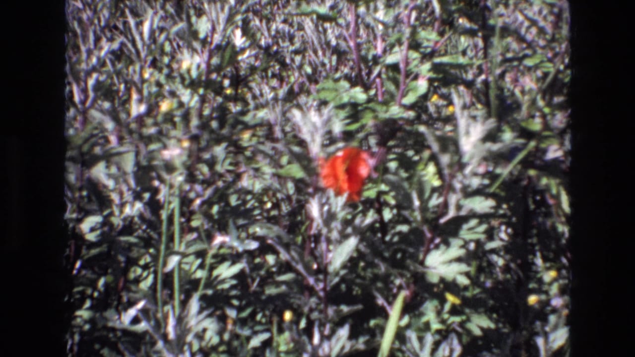 Red flower surrounded by leafy green plants and dark film edges.