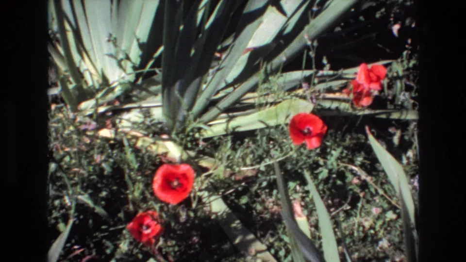 Several red poppy-like flowers grow beside broad agave-like leaves and low garden plants in sunlit 1972 Portugal footage.