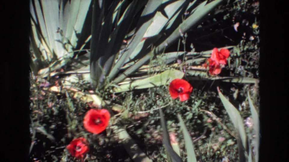 Red flowers appear among low greenery beside broad spiky leaves, with the soft color and grain of 8mm home-movie film.