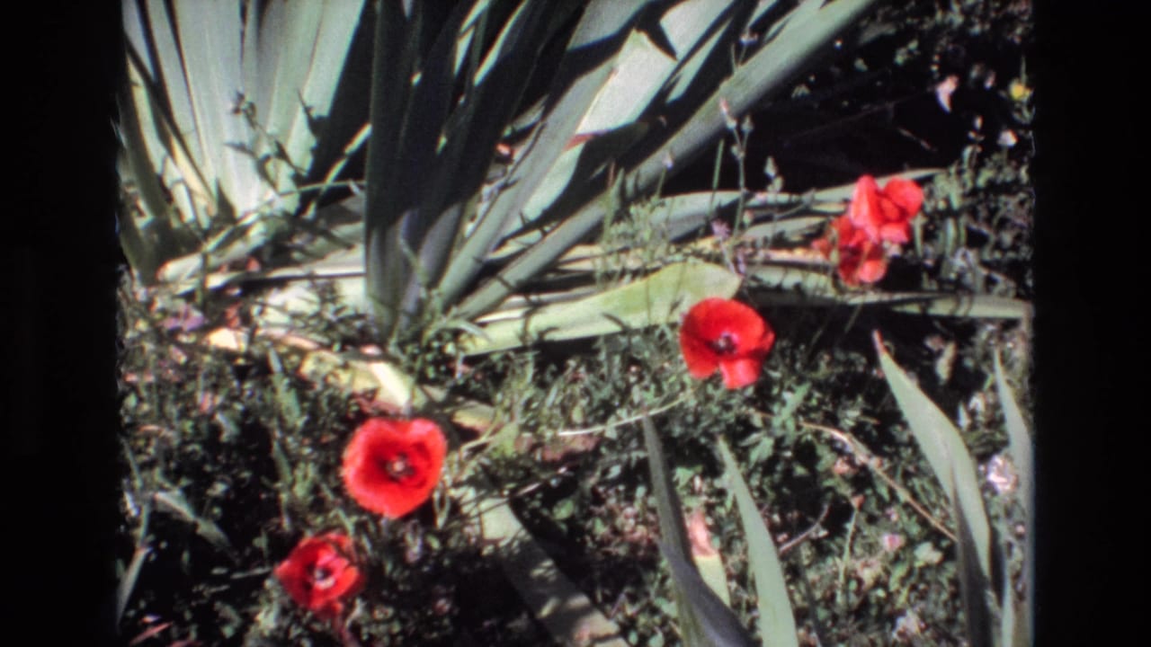1972 Portugal 8mm frame showing several red poppies among long green leaves, shadowed undergrowth, and sunlit garden plants.