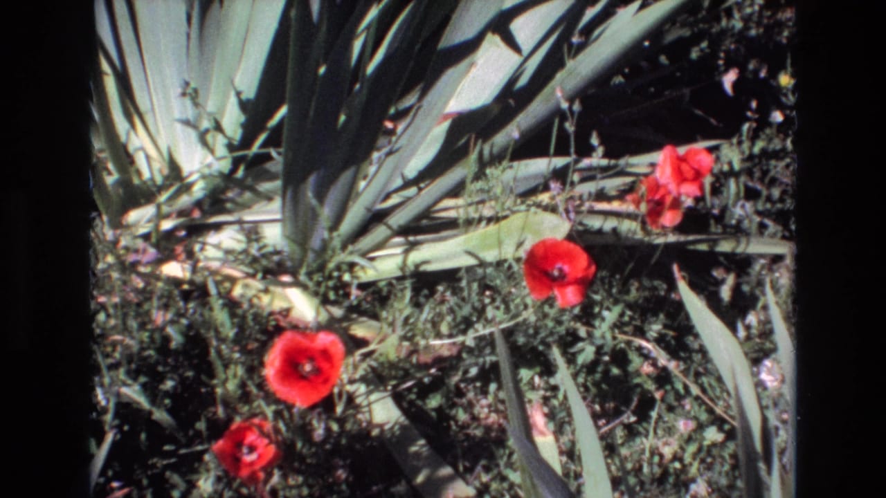 Red poppies and broad spiky leaves in a sunlit garden bed.