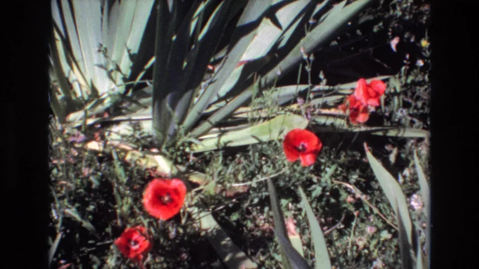 1972 Portugal 8mm frame with red poppy blossoms set against spiky agave-like leaves and mixed low garden vegetation.