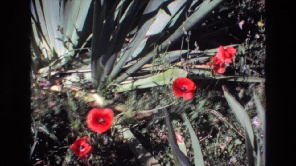 1972 Portugal 8mm frame showing a close garden view of red poppies, pale green pointed leaves, and dense flowering undergrowth.